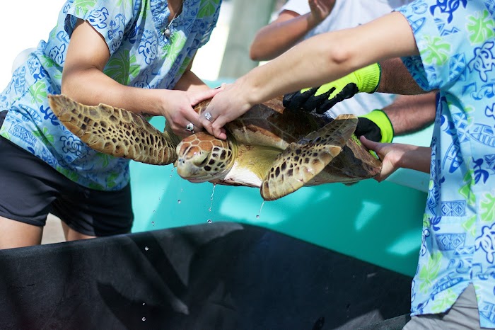 Loggerhead Marinelife Center in Juno Beach