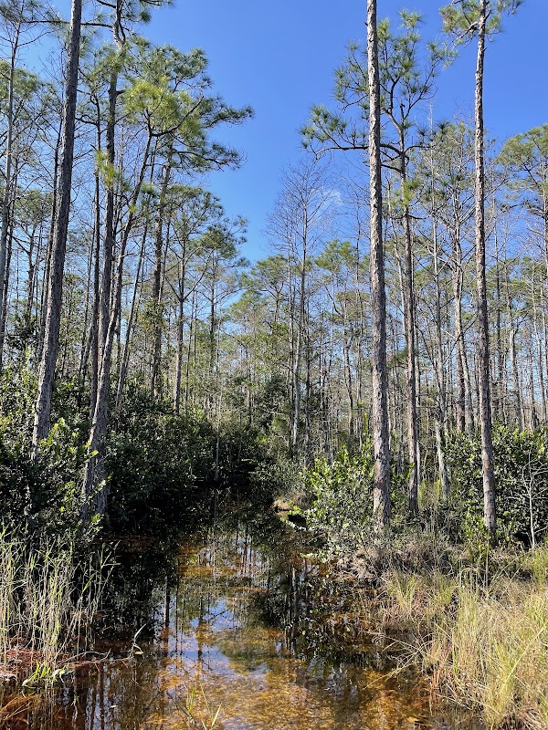 Cypress Creek Natural Area photo