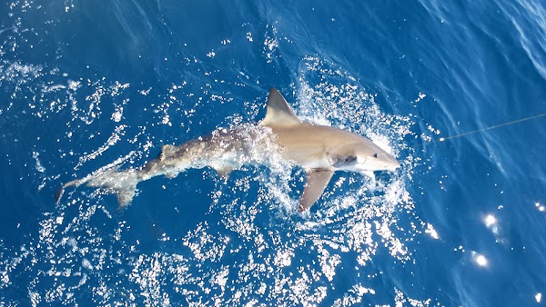 Deep Sea Fishing photo