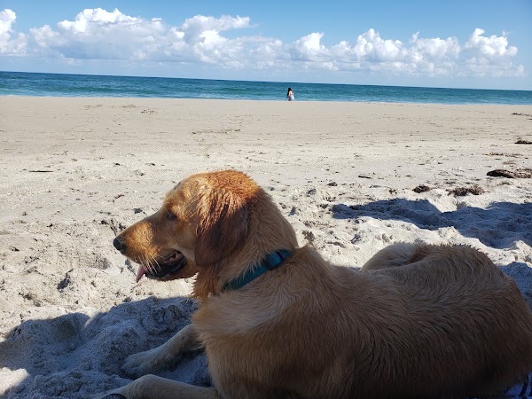 Jupiter Dog Beach photo