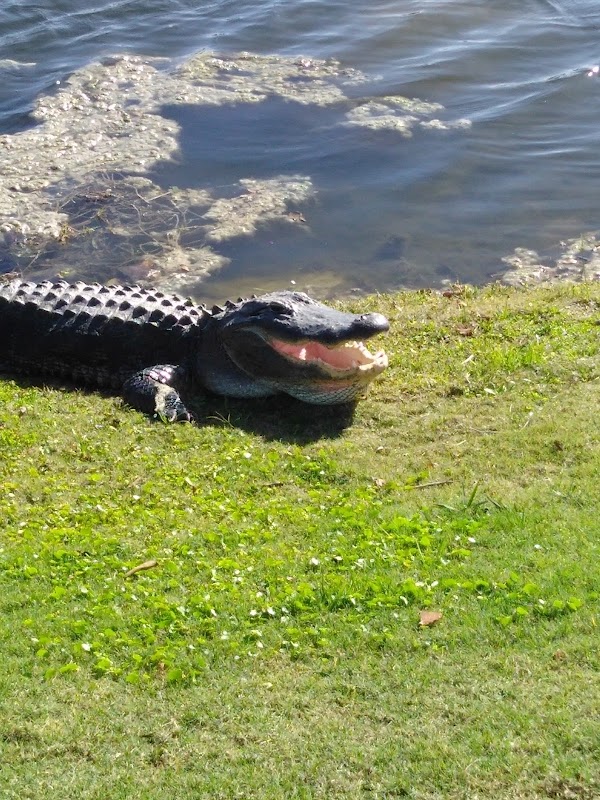 Sandhill Crane Golf Club photo