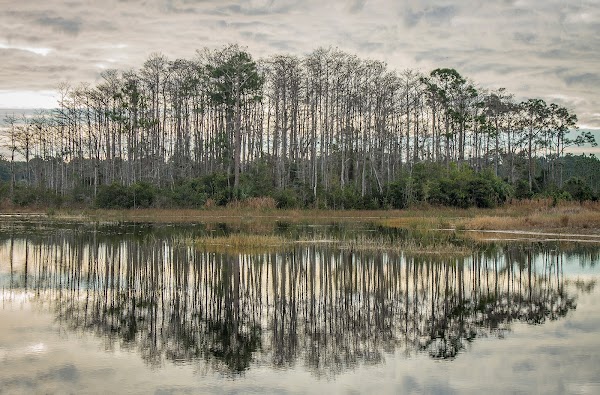 Cypress Creek Natural Area photo