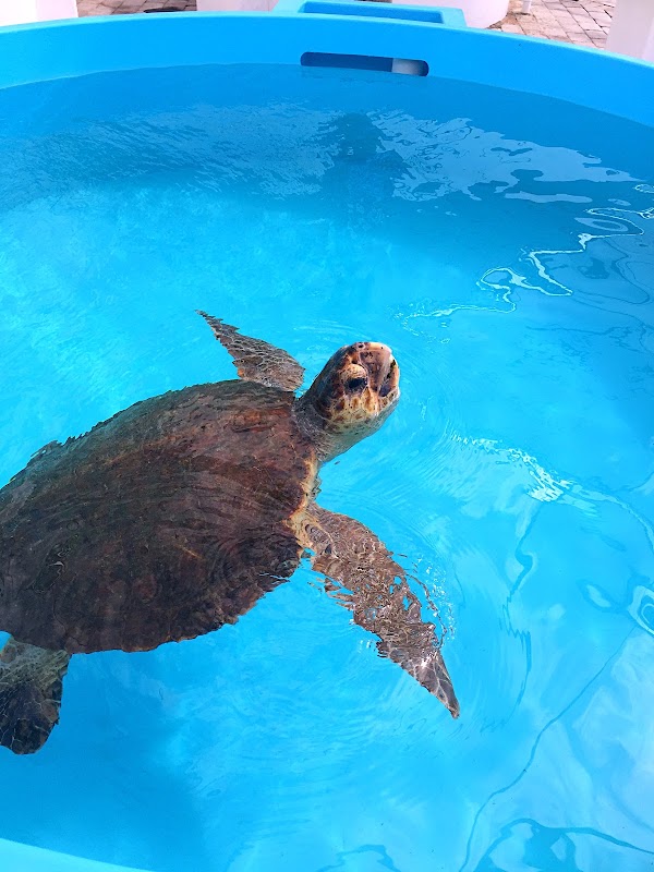 Loggerhead Marinelife Center photo