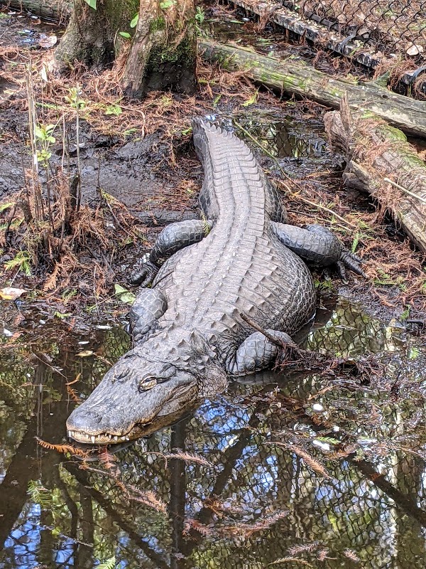 Busch Wildlife Sanctuary photo