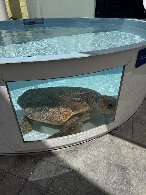 Loggerhead Marinelife Center photo