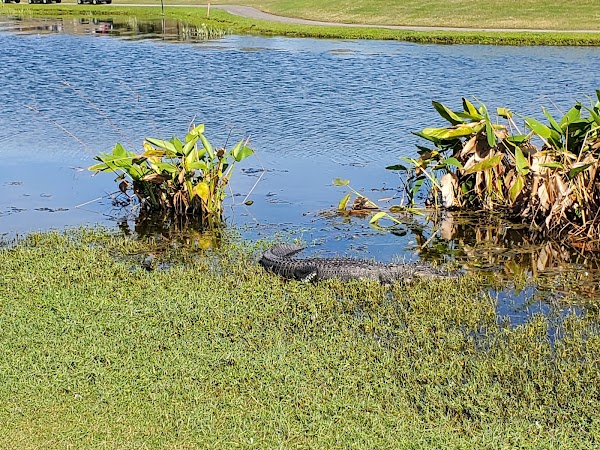 Sandhill Crane Golf Club photo